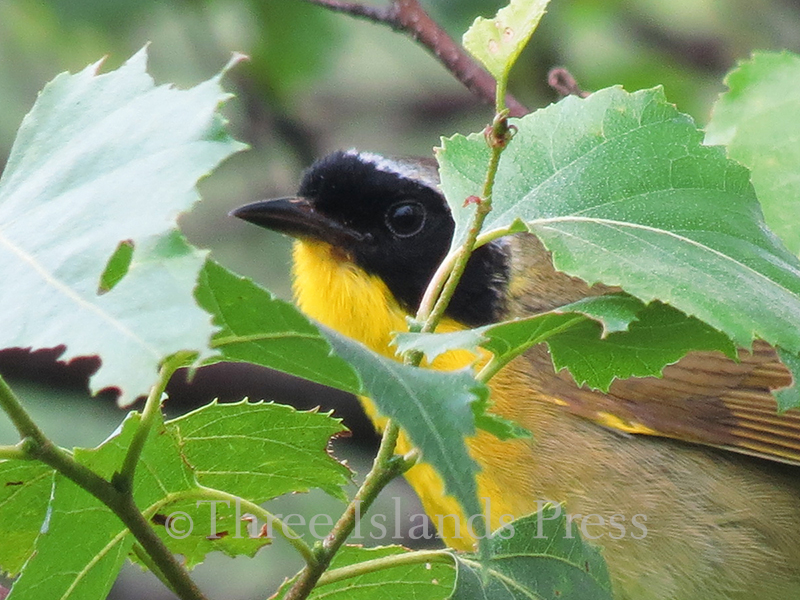 Common Yellowthroat