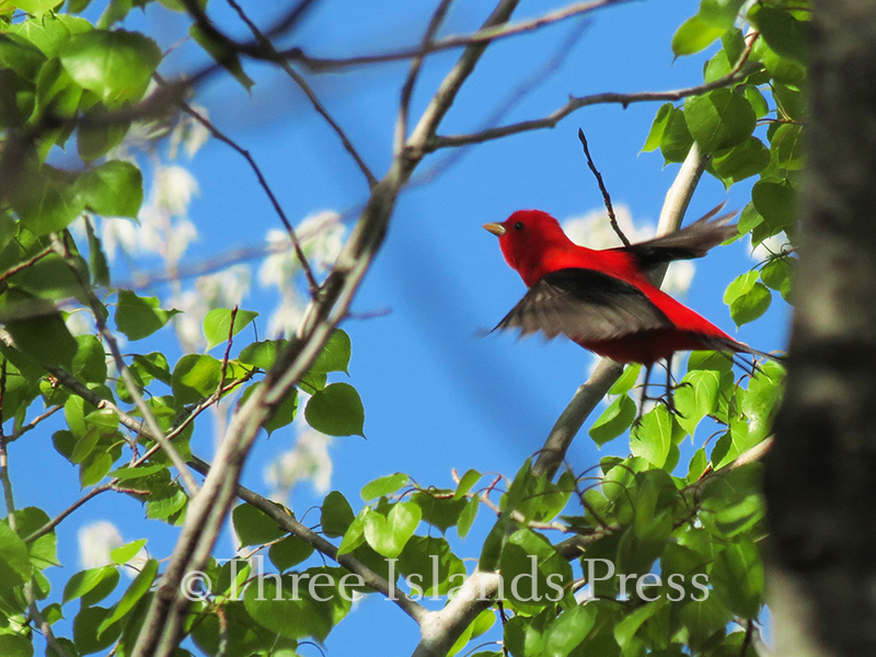 Scarlet Tanager