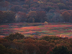 Blueberry Barren