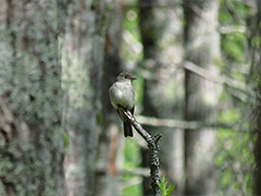 Eastern Wood-Pewee